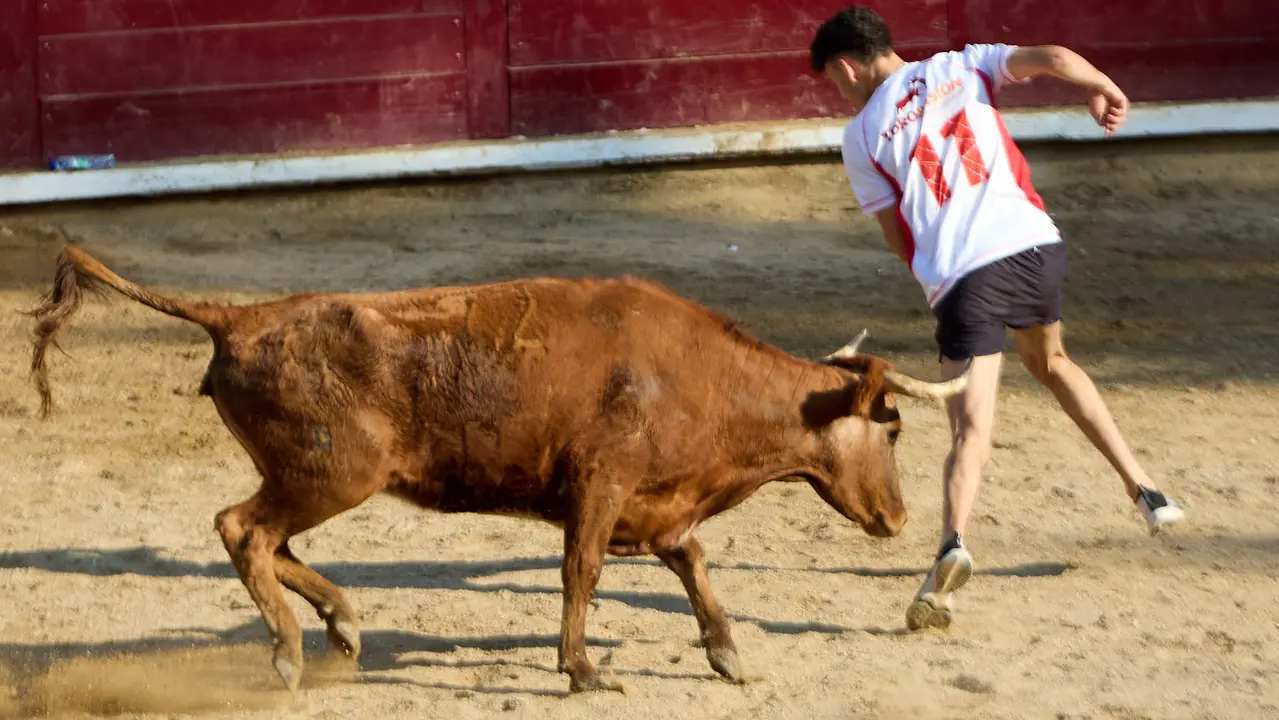 Suelta de vaquillas en la Plaza de Toros tras el encierro de novillos durante las Fiestas de Estella de 2025. IÑIGO ALZUGARAY