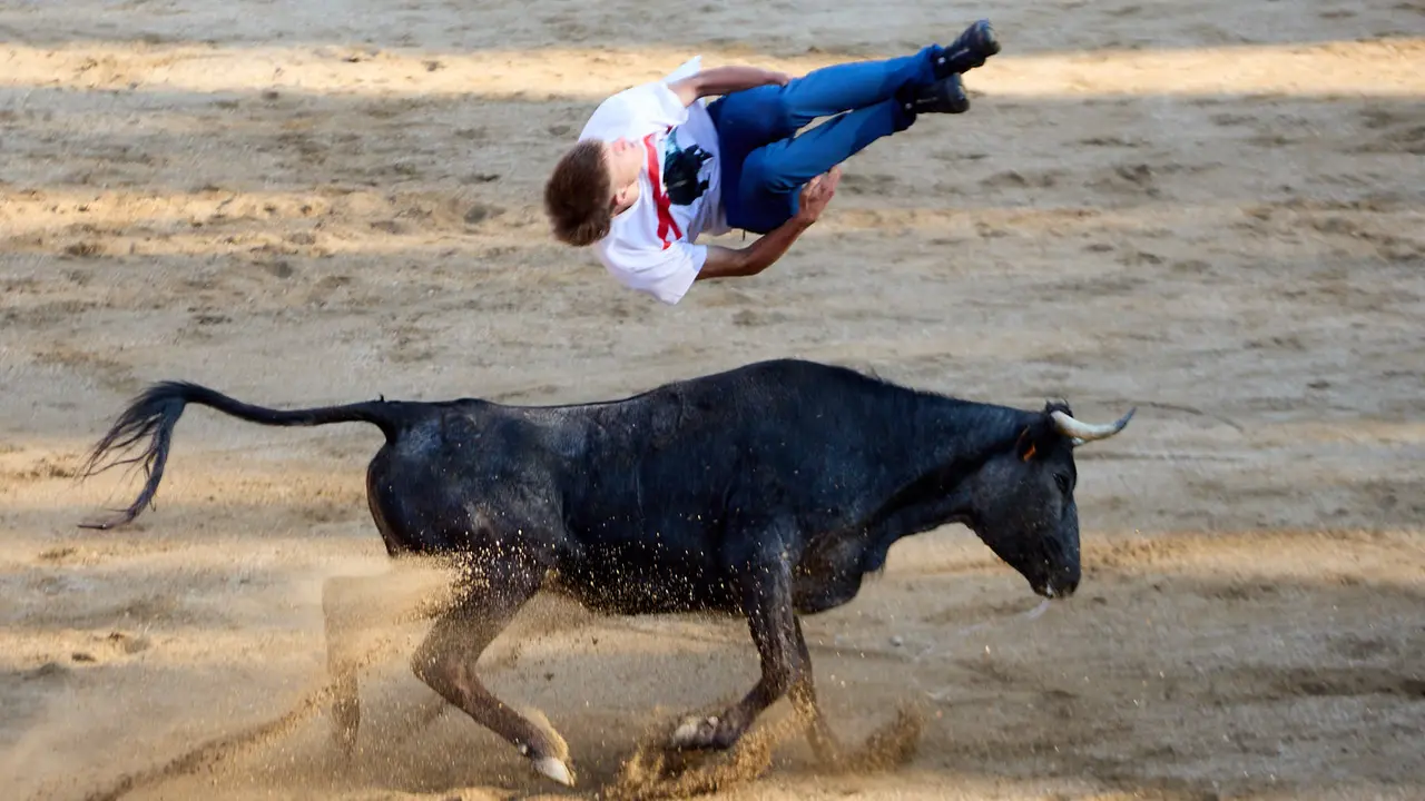 Suelta de vaquillas en la Plaza de Toros tras el encierro de novillos durante las Fiestas de Estella de 2025. IÑIGO ALZUGARAY