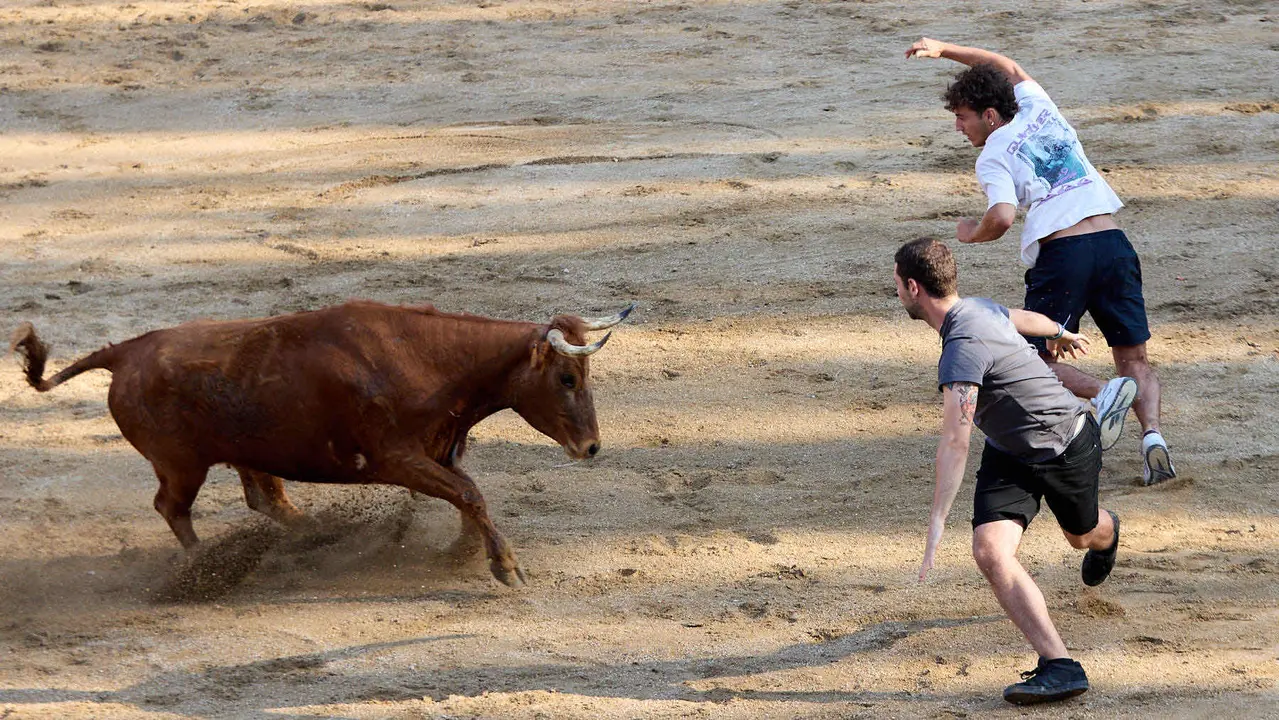 Suelta de vaquillas en la Plaza de Toros tras el encierro de novillos durante las Fiestas de Estella de 2025. IÑIGO ALZUGARAY