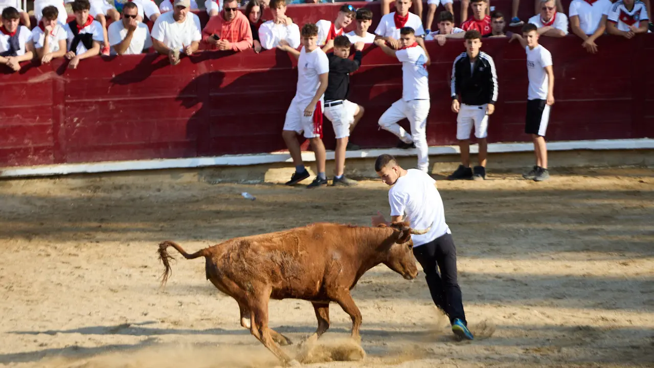 Suelta de vaquillas en la Plaza de Toros tras el encierro de novillos durante las Fiestas de Estella de 2025. IÑIGO ALZUGARAY