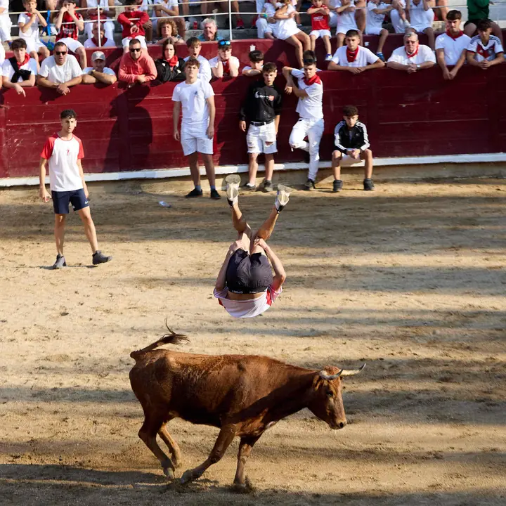 Suelta de vaquillas en la Plaza de Toros tras el encierro de novillos durante las Fiestas de Estella de 2025. IÑIGO ALZUGARAY
