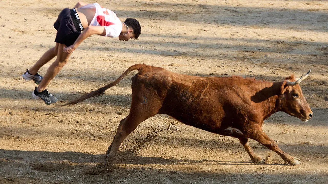 Suelta de vaquillas en la Plaza de Toros tras el encierro de novillos durante las Fiestas de Estella de 2025. IÑIGO ALZUGARAY