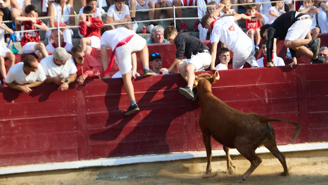 Suelta de vaquillas en la Plaza de Toros tras el encierro de novillos durante las Fiestas de Estella de 2025. IÑIGO ALZUGARAY