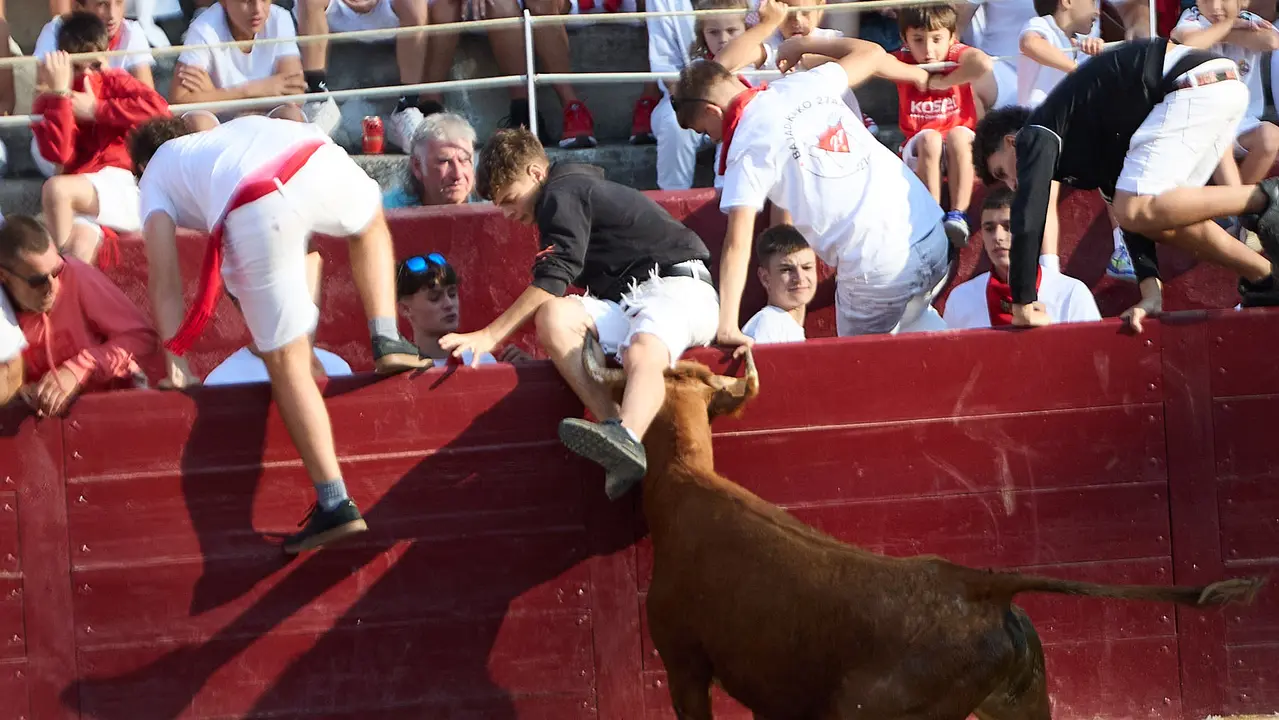 Suelta de vaquillas en la Plaza de Toros tras el encierro de novillos durante las Fiestas de Estella de 2025. IÑIGO ALZUGARAY