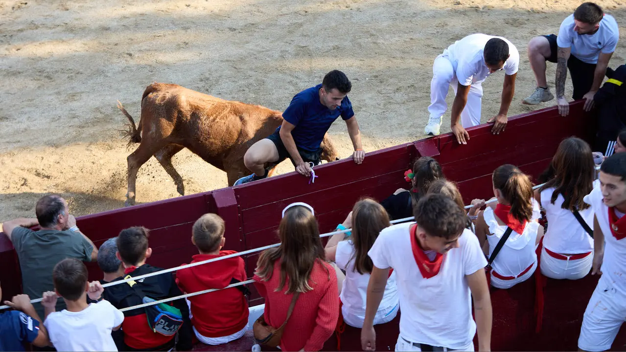 Suelta de vaquillas en la Plaza de Toros tras el encierro de novillos durante las Fiestas de Estella de 2025. IÑIGO ALZUGARAY