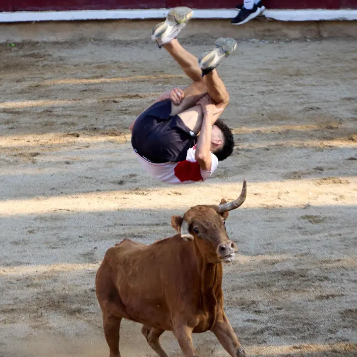 Suelta de vaquillas en la Plaza de Toros tras el encierro de novillos durante las Fiestas de Estella de 2025. IÑIGO ALZUGARAY
