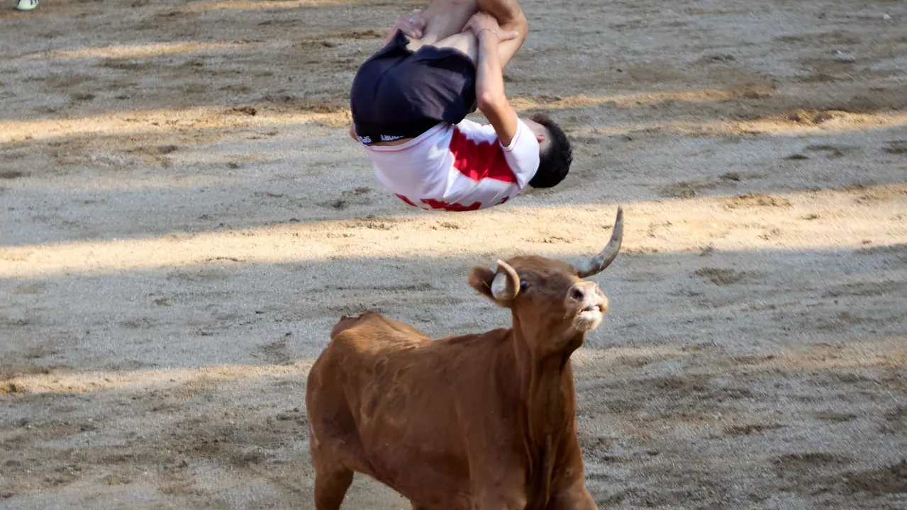 Suelta de vaquillas en la Plaza de Toros tras el encierro de novillos durante las Fiestas de Estella de 2025. IÑIGO ALZUGARAY