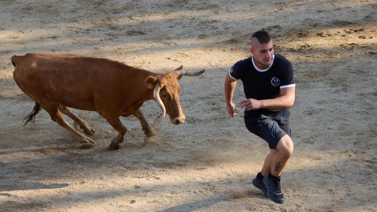 Suelta de vaquillas en la Plaza de Toros tras el encierro de novillos durante las Fiestas de Estella de 2025. IÑIGO ALZUGARAY