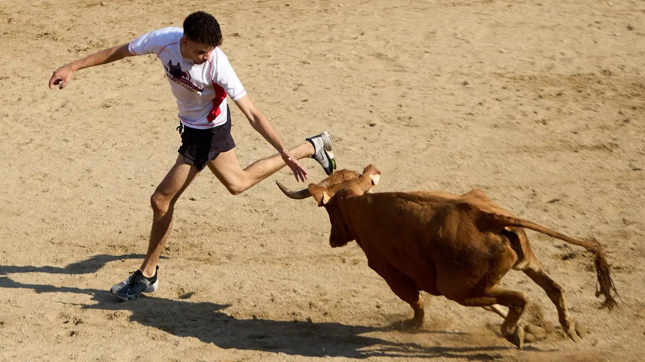 Suelta de vaquillas en la Plaza de Toros tras el encierro de novillos durante las Fiestas de Estella de 2025. IÑIGO ALZUGARAY