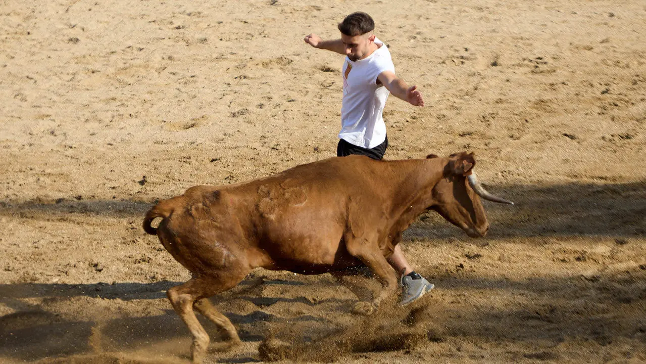 Suelta de vaquillas en la Plaza de Toros tras el encierro de novillos durante las Fiestas de Estella de 2025. IÑIGO ALZUGARAY