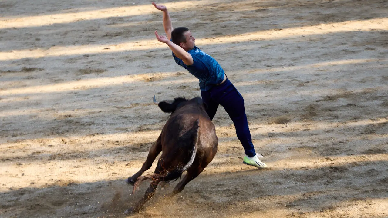 Suelta de vaquillas en la Plaza de Toros tras el encierro de novillos durante las Fiestas de Estella de 2025. IÑIGO ALZUGARAY