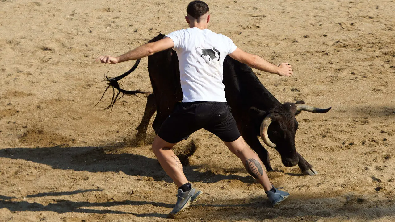 Suelta de vaquillas en la Plaza de Toros tras el encierro de novillos durante las Fiestas de Estella de 2025. IÑIGO ALZUGARAY