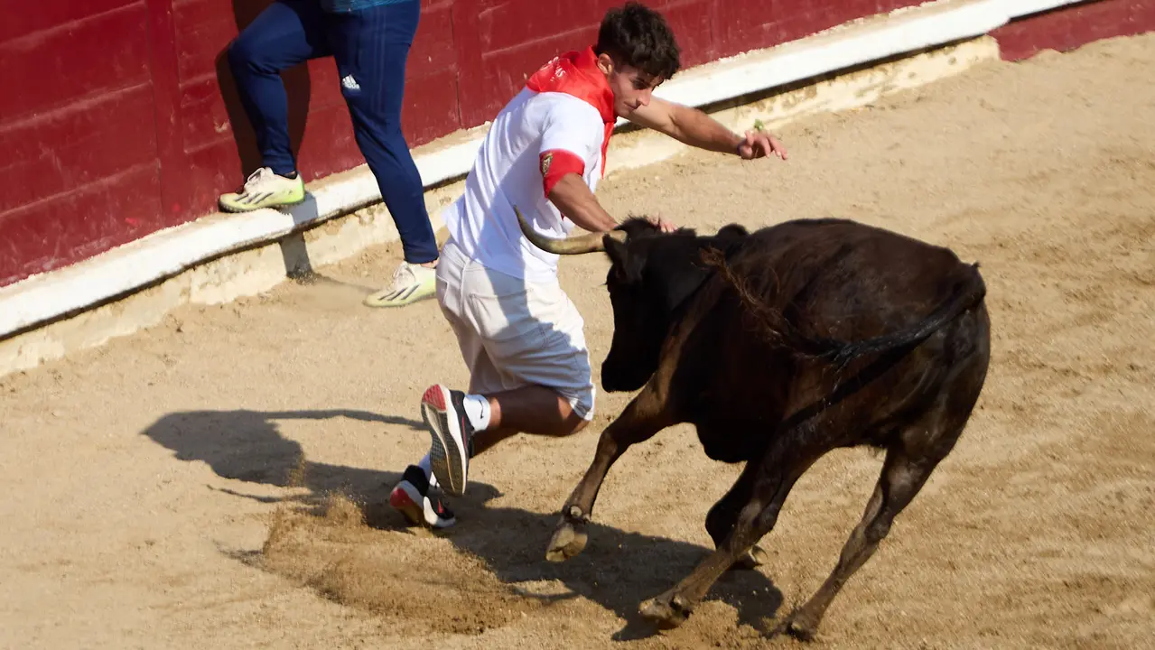 Suelta de vaquillas en la Plaza de Toros tras el encierro de novillos durante las Fiestas de Estella de 2025. IÑIGO ALZUGARAY