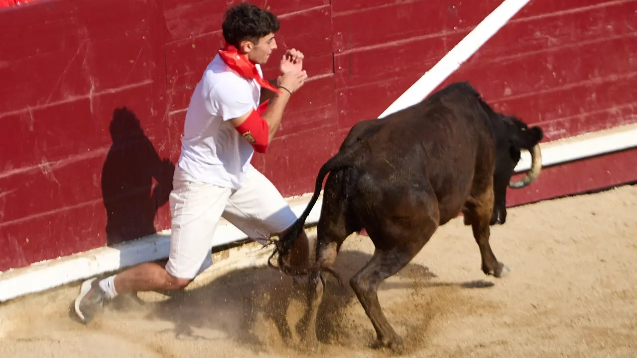 Suelta de vaquillas en la Plaza de Toros tras el encierro de novillos durante las Fiestas de Estella de 2025. IÑIGO ALZUGARAY