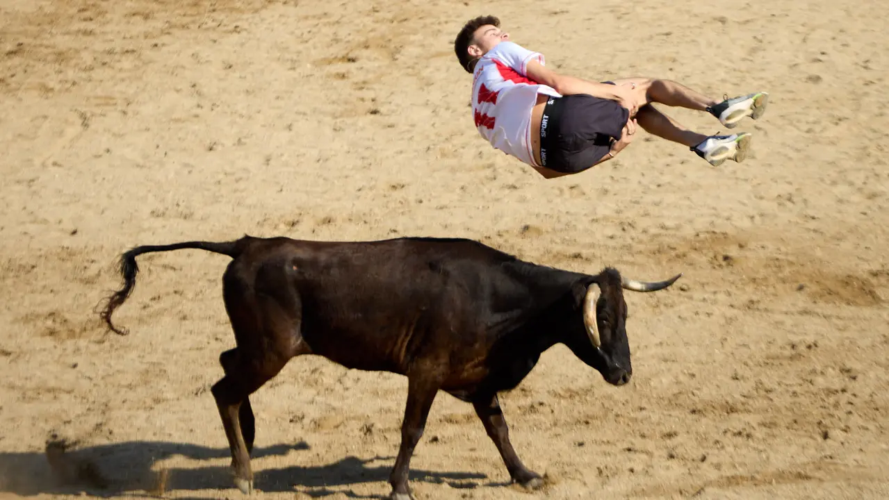 Suelta de vaquillas en la Plaza de Toros tras el encierro de novillos durante las Fiestas de Estella de 2025. IÑIGO ALZUGARAY