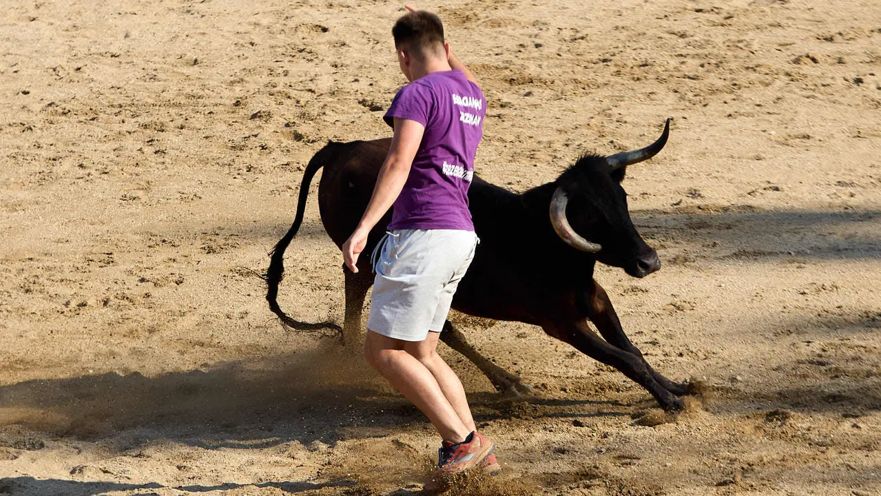 Suelta de vaquillas en la Plaza de Toros tras el encierro de novillos durante las Fiestas de Estella de 2025. IÑIGO ALZUGARAY