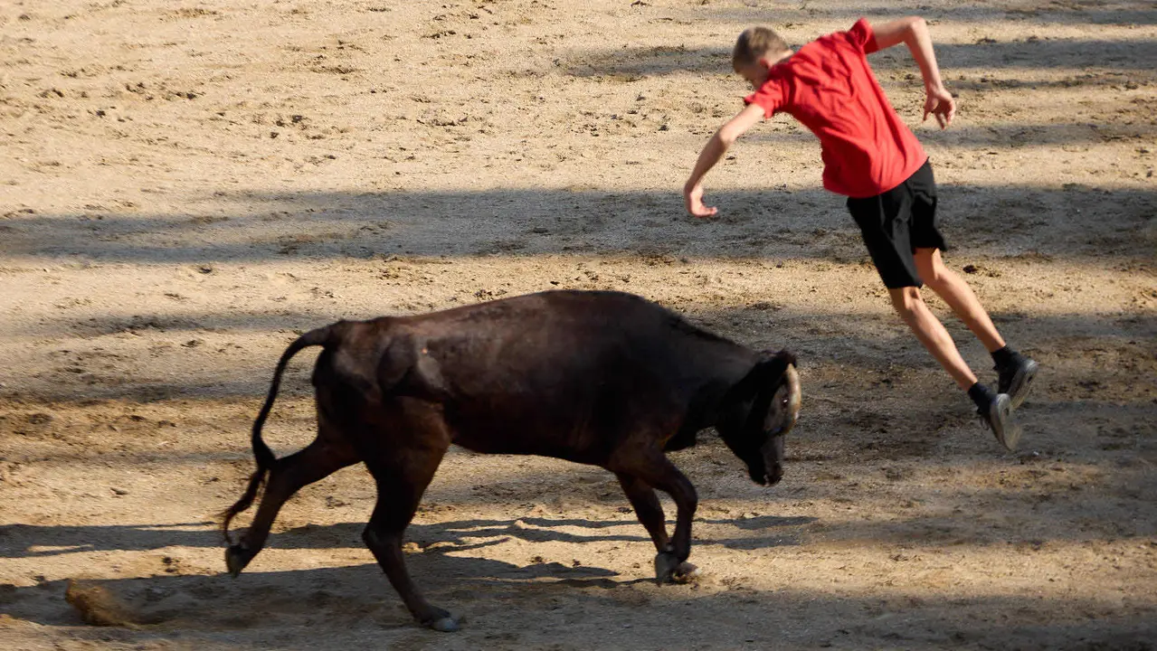 Suelta de vaquillas en la Plaza de Toros tras el encierro de novillos durante las Fiestas de Estella de 2025. IÑIGO ALZUGARAY