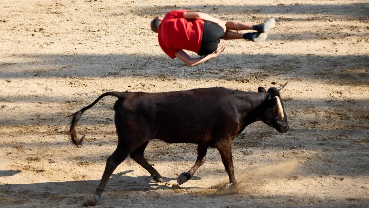 Suelta de vaquillas en la Plaza de Toros tras el encierro de novillos durante las Fiestas de Estella de 2025. IÑIGO ALZUGARAY