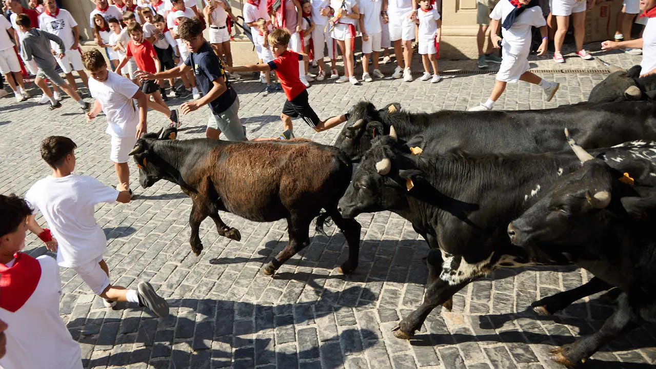 Encierro infantil de bueyes durante las Fiestas de Estella de 2025. IÑIGO ALZUGARAY