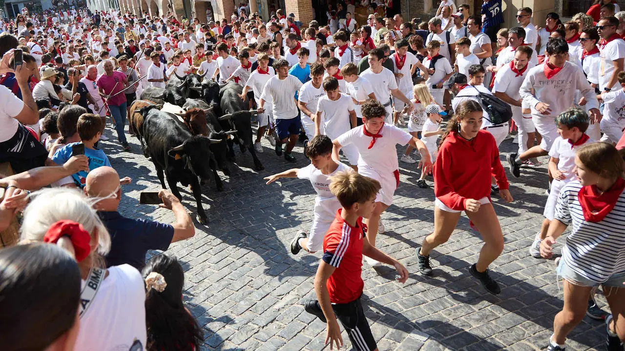 Encierro infantil de bueyes durante las Fiestas de Estella de 2025. IÑIGO ALZUGARAY