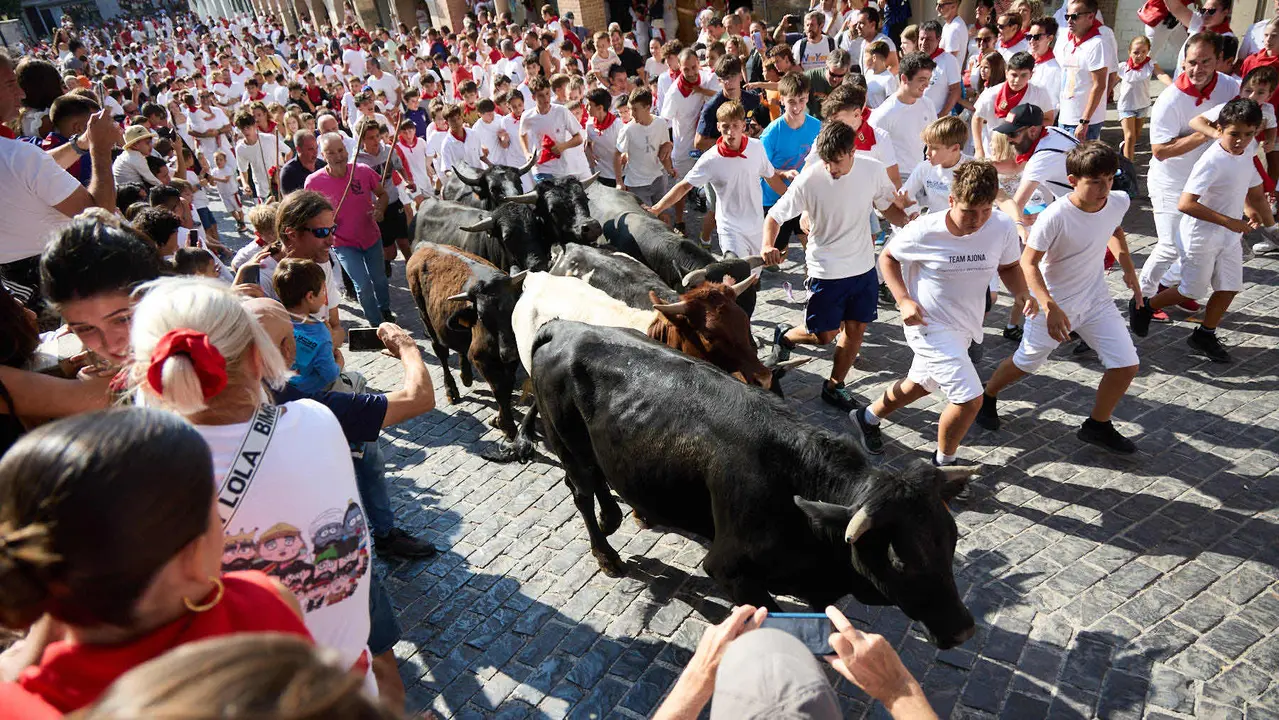 Encierro infantil de bueyes durante las Fiestas de Estella de 2025. IÑIGO ALZUGARAY