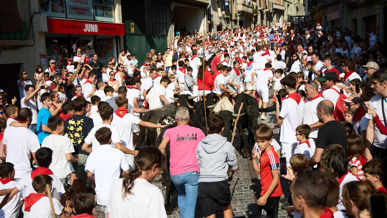 Encierro infantil de bueyes durante las Fiestas de Estella de 2025. IÑIGO ALZUGARAY