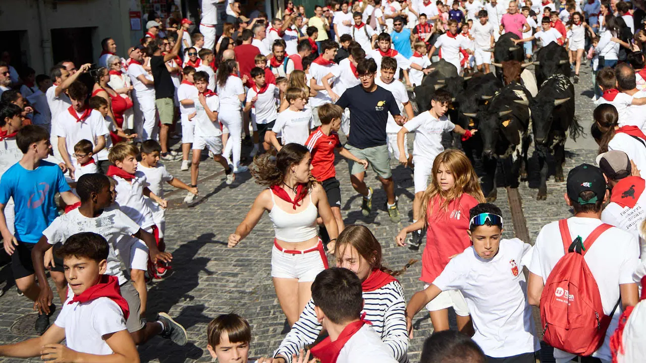 Encierro infantil de bueyes durante las Fiestas de Estella de 2025. IÑIGO ALZUGARAY