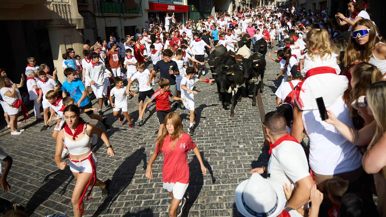 Encierro infantil de bueyes durante las Fiestas de Estella de 2025. IÑIGO ALZUGARAY