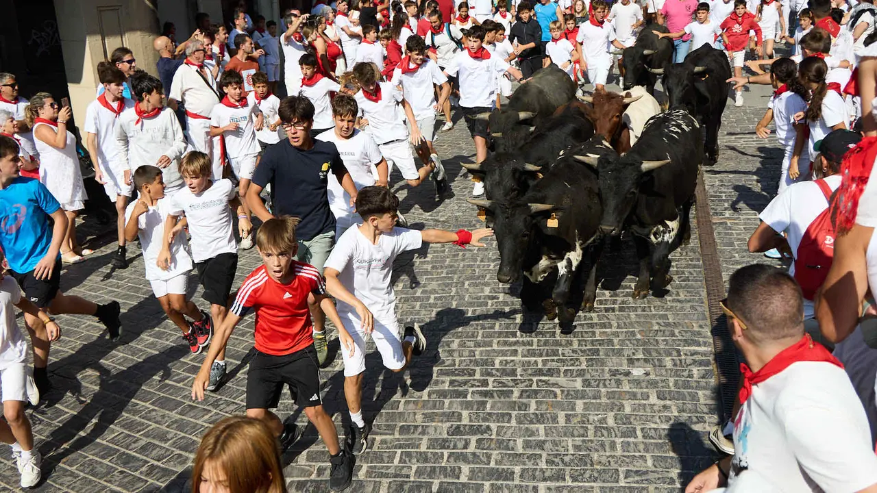 Encierro infantil de bueyes durante las Fiestas de Estella de 2025. IÑIGO ALZUGARAY