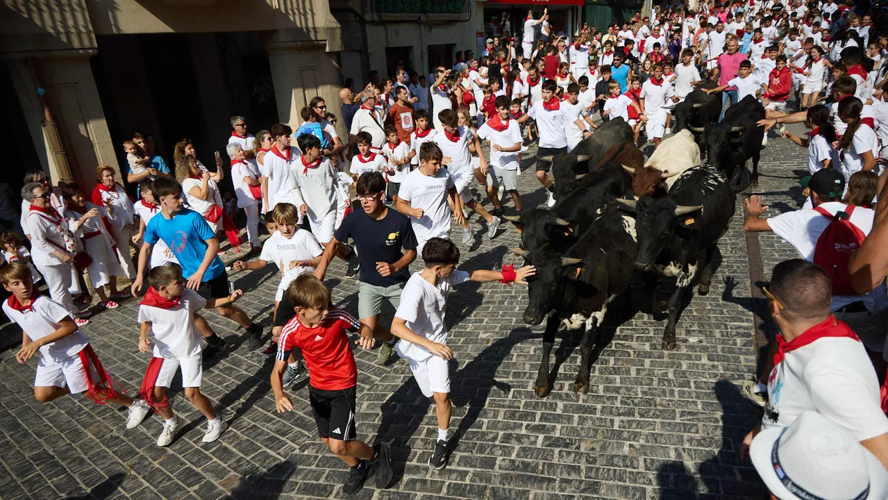 Encierro infantil de bueyes durante las Fiestas de Estella de 2025. IÑIGO ALZUGARAY