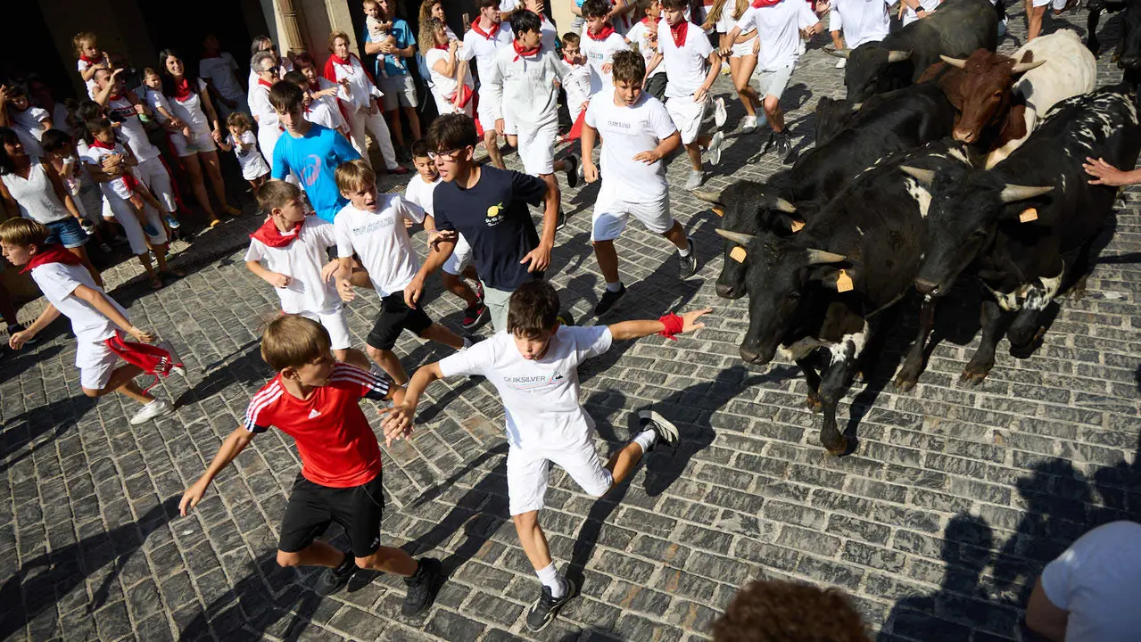 Encierro infantil de bueyes durante las Fiestas de Estella de 2025. IÑIGO ALZUGARAY