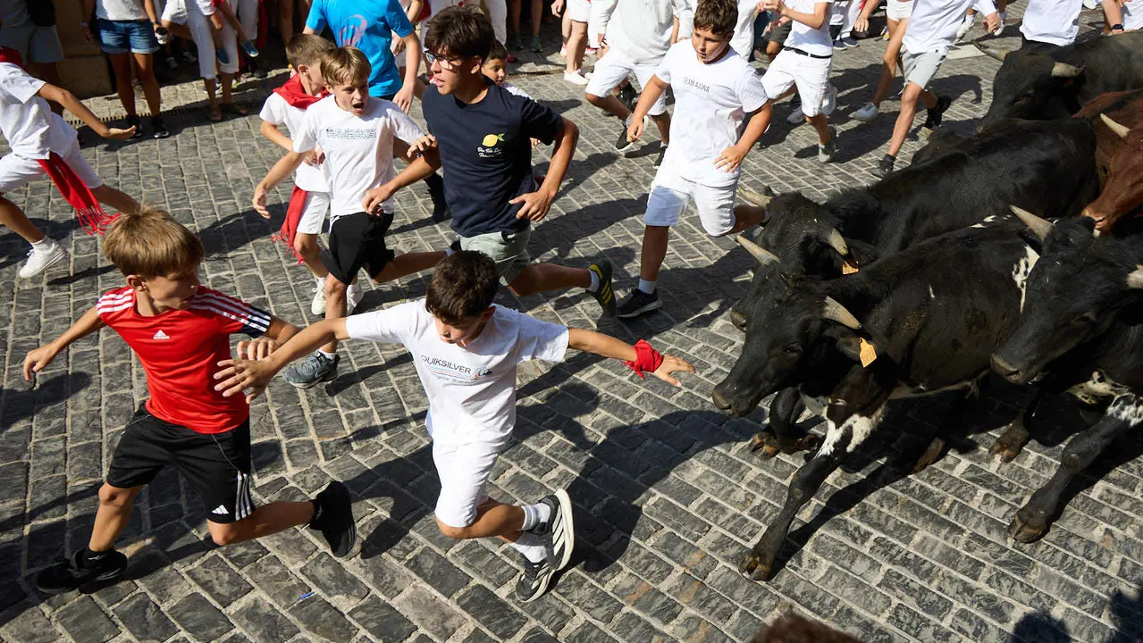Encierro infantil de bueyes durante las Fiestas de Estella de 2025. IÑIGO ALZUGARAY