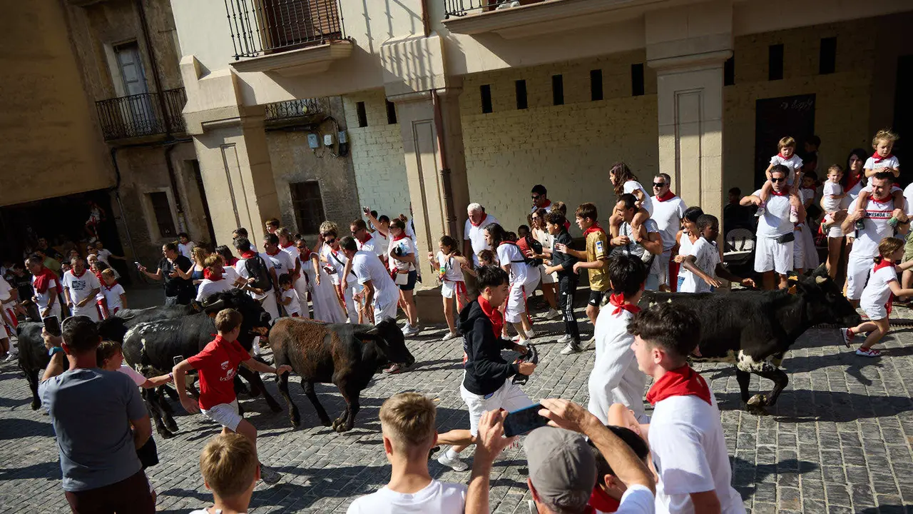 Encierro infantil de bueyes durante las Fiestas de Estella de 2025. IÑIGO ALZUGARAY