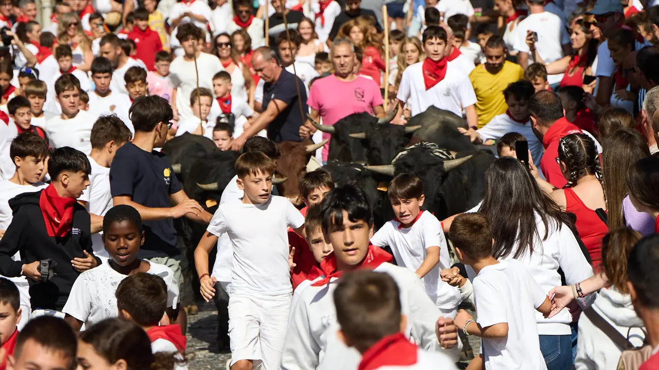 Encierro infantil de bueyes durante las Fiestas de Estella de 2025. IÑIGO ALZUGARAY