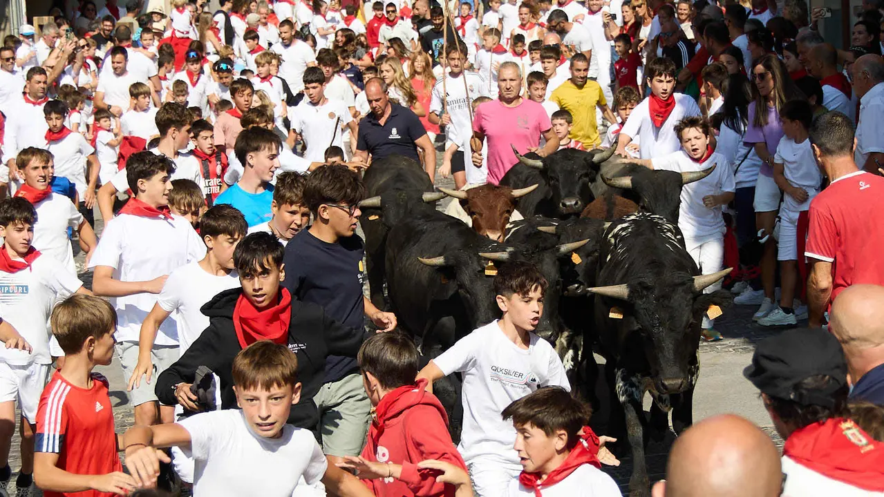 Encierro infantil de bueyes durante las Fiestas de Estella de 2025. IÑIGO ALZUGARAY