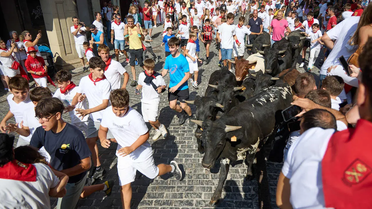 Encierro infantil de bueyes durante las Fiestas de Estella de 2025. IÑIGO ALZUGARAY