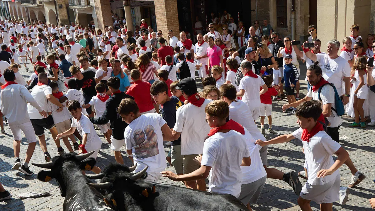 Encierro infantil de bueyes durante las Fiestas de Estella de 2025. IÑIGO ALZUGARAY