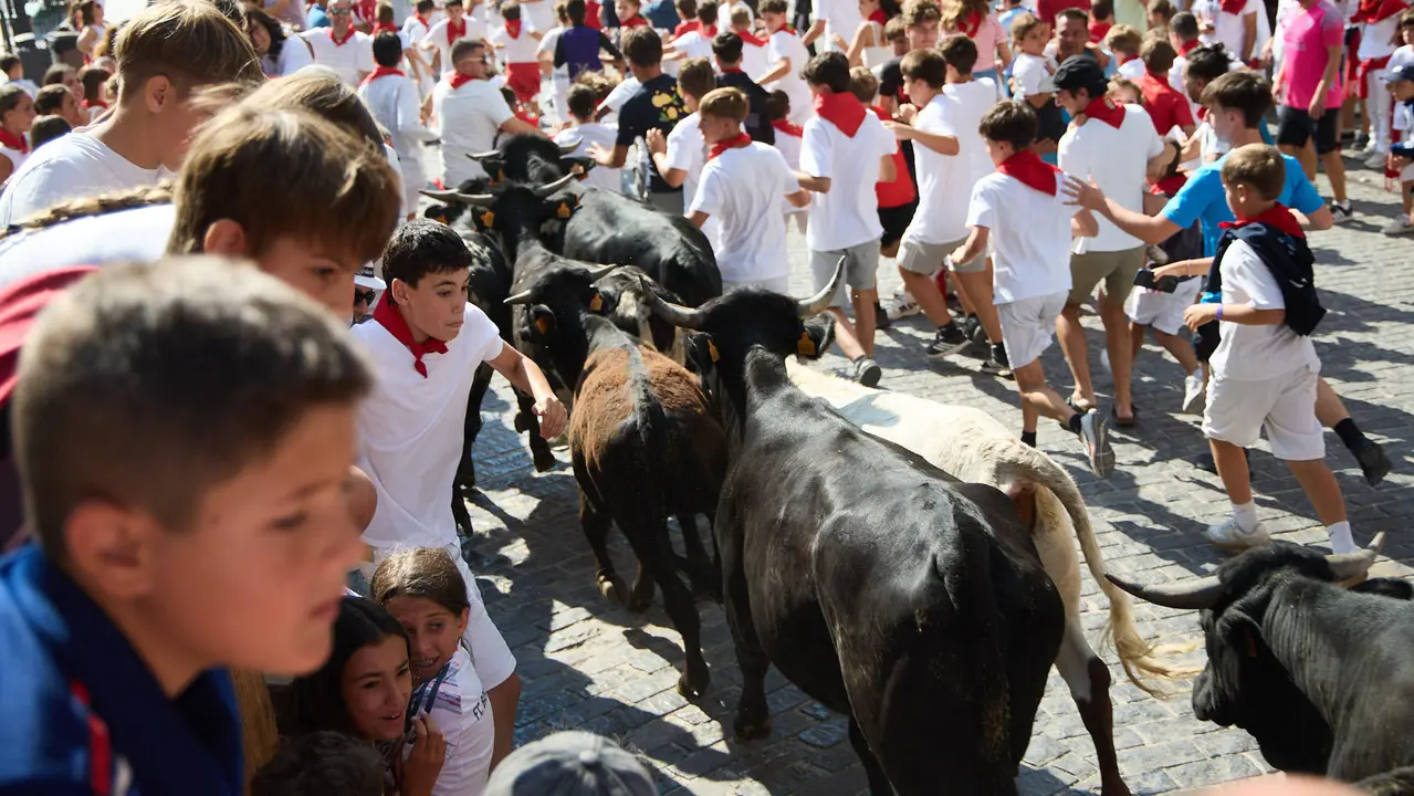 Encierro infantil de bueyes durante las Fiestas de Estella de 2025. IÑIGO ALZUGARAY