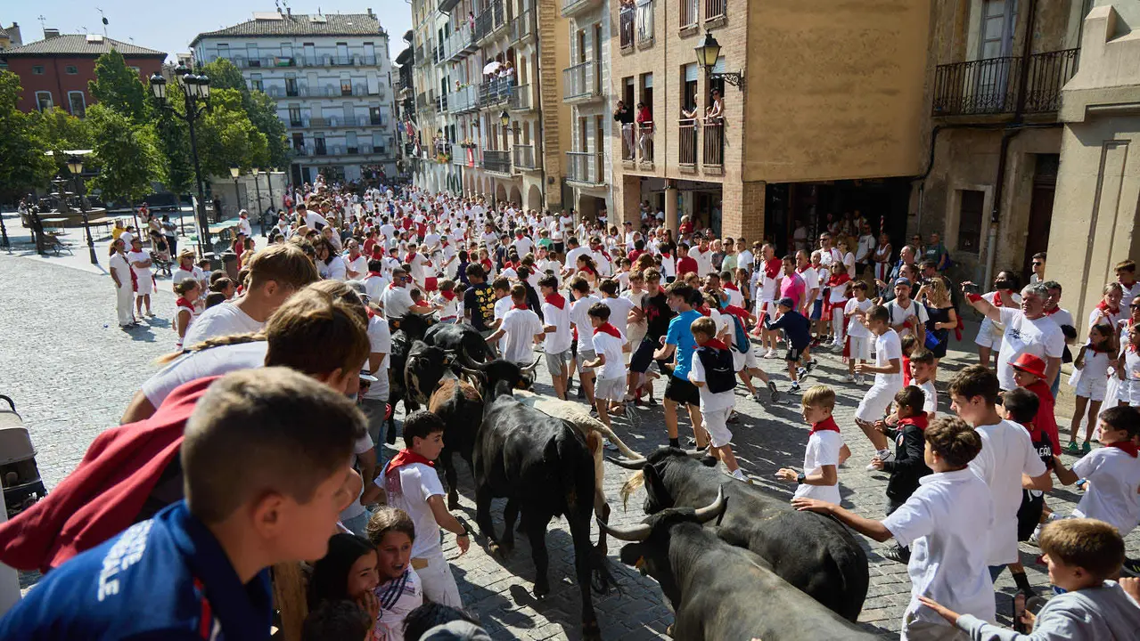 Encierro infantil de bueyes durante las Fiestas de Estella de 2025. IÑIGO ALZUGARAY