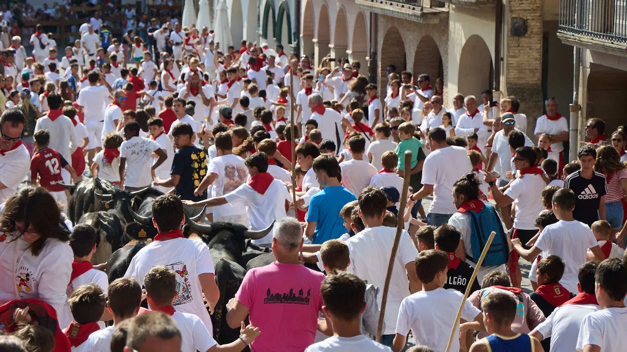 Encierro infantil de bueyes durante las Fiestas de Estella de 2025. IÑIGO ALZUGARAY