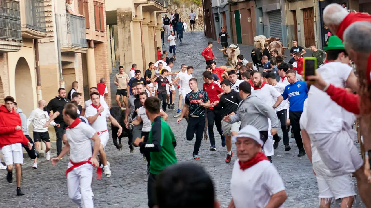 Encierrillo de novillos en fiestas de Estella del 6 de agosto de 2025. IRANZU LARRASOAÑA