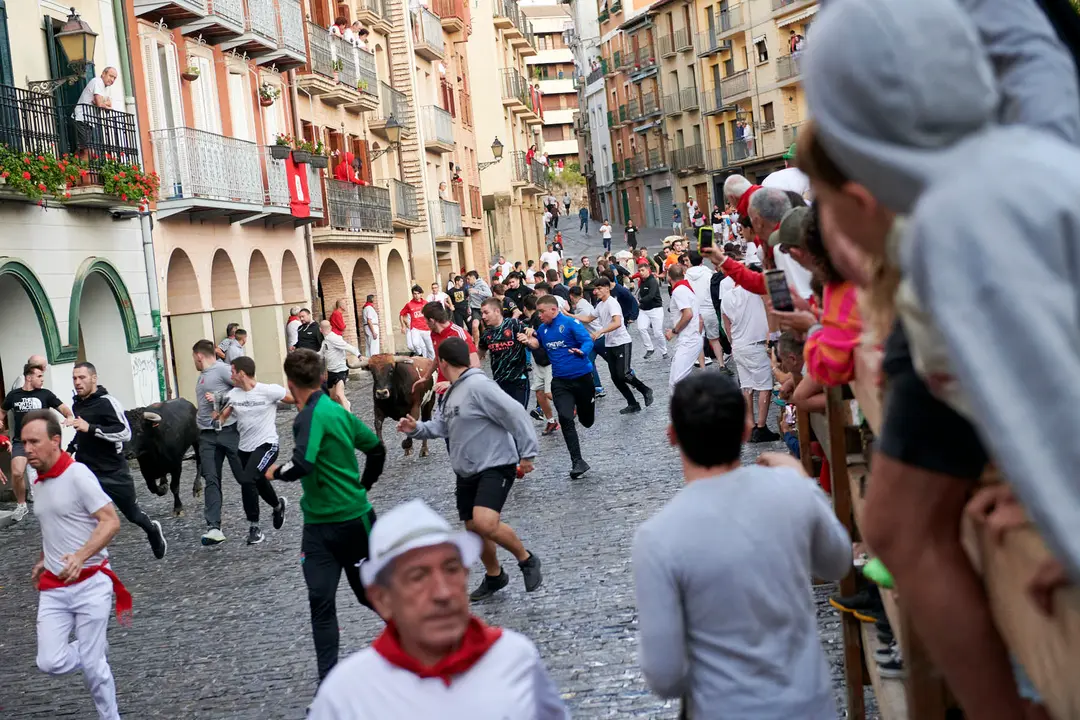 Encierrillo de novillos en fiestas de Estella del 6 de agosto de 2025. IRANZU LARRASOAÑA