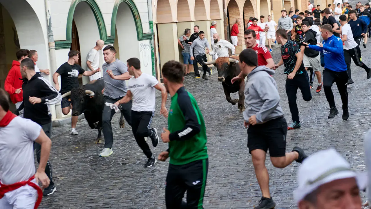 Encierrillo de novillos en fiestas de Estella del 6 de agosto de 2025. IRANZU LARRASOAÑA