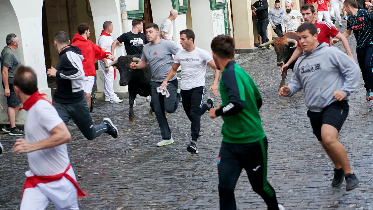 Encierrillo de novillos en fiestas de Estella del 6 de agosto de 2025. IRANZU LARRASOAÑA
