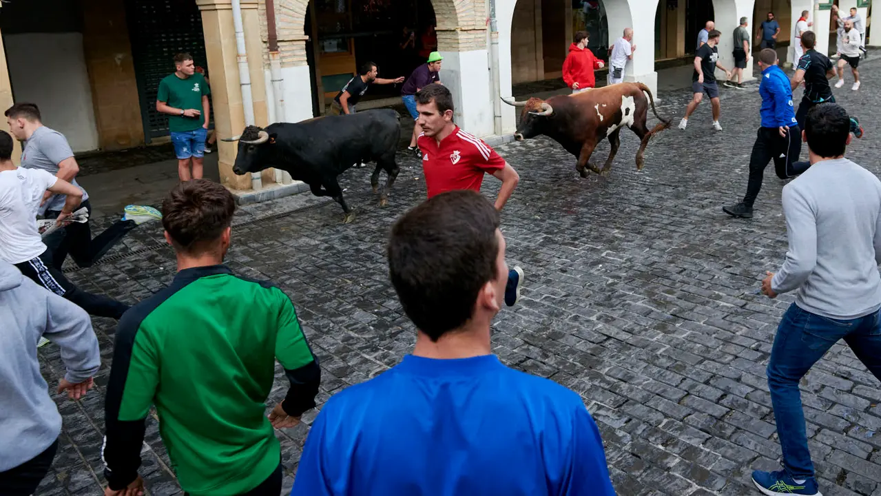 Encierrillo de novillos en fiestas de Estella del 6 de agosto de 2025. IRANZU LARRASOAÑA
