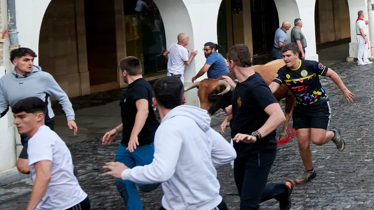 Encierrillo de novillos en fiestas de Estella del 6 de agosto de 2025. IRANZU LARRASOAÑA