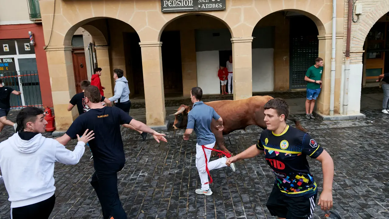 Encierrillo de novillos en fiestas de Estella del 6 de agosto de 2025. IRANZU LARRASOAÑA