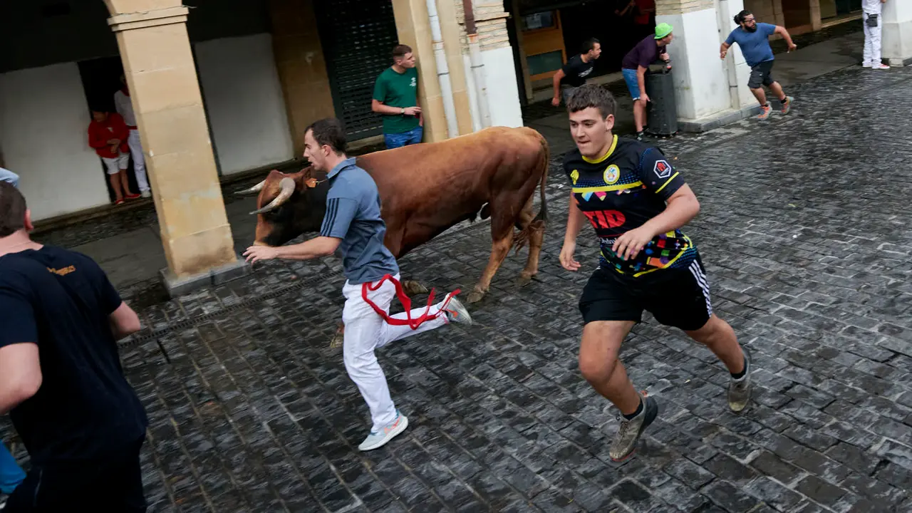 Encierrillo de novillos en fiestas de Estella del 6 de agosto de 2025. IRANZU LARRASOAÑA