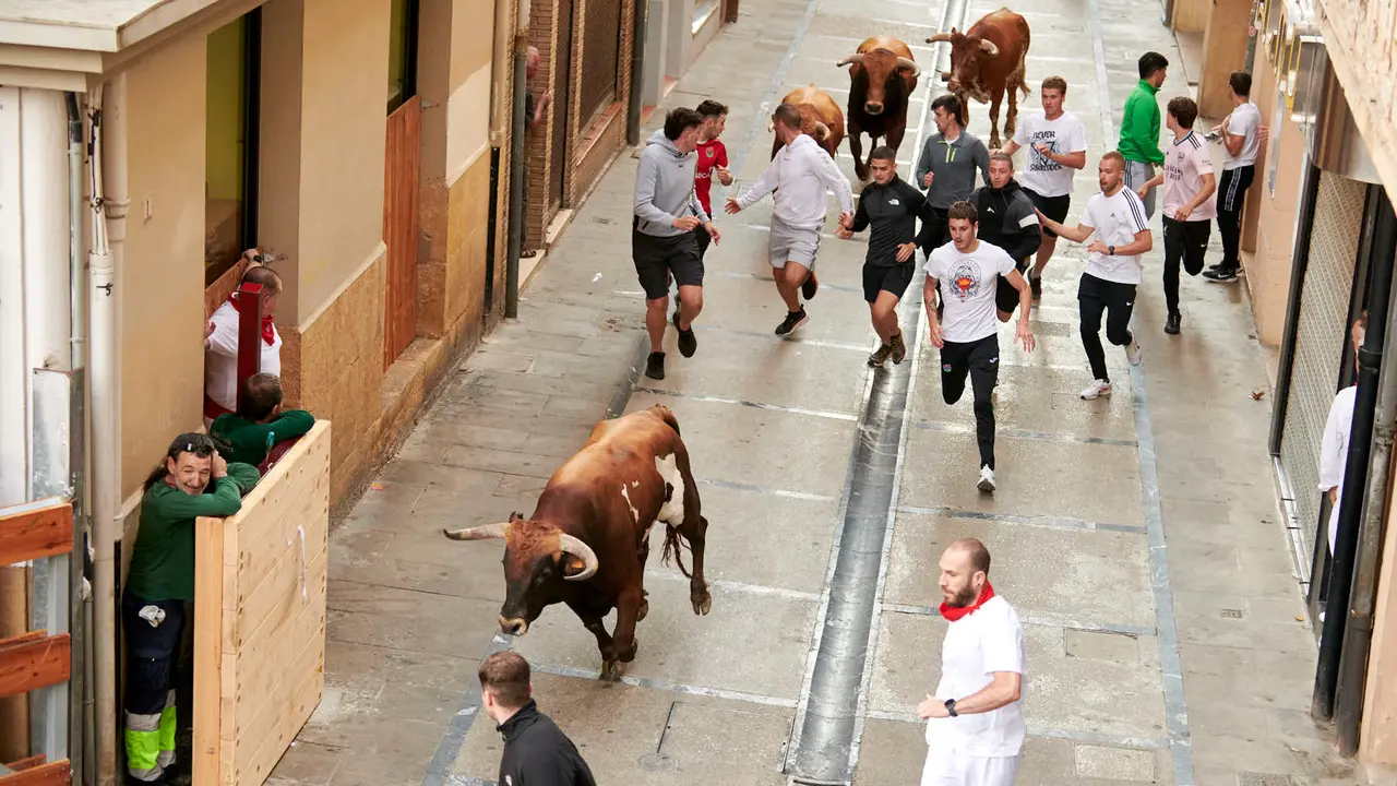 Encierro de novillos en Fiestas de Estella 2025 del 6 de agosto. IRANZU LARRASOAÑA