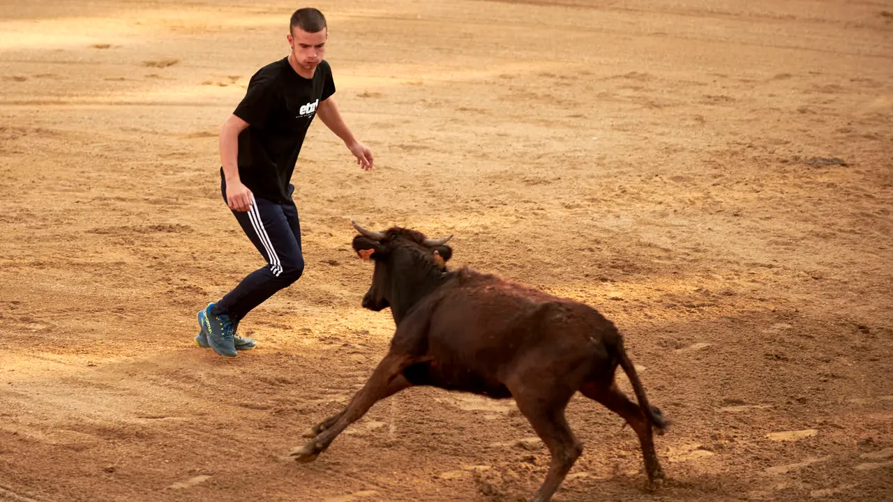 Vaquillas en Fiestas de Estella 2025 del 6 de agosto. IRANZU LARRASOAÑA